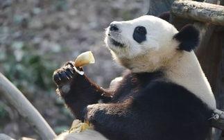 爆料潮汕熊猫视频在线观看 第1张 爆料潮汕熊猫视频在线观看 第1张