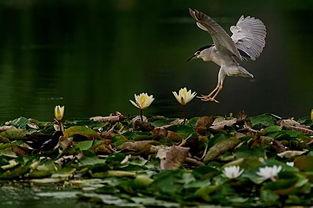 江鸟相关爆料视频 第3张 江鸟相关爆料视频 第3张